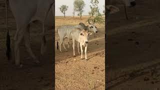 Cow Mating Bull Village