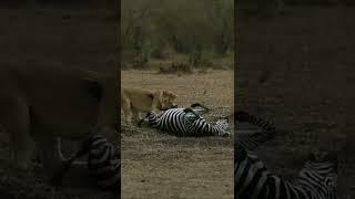 The lion is hunting a zebra,