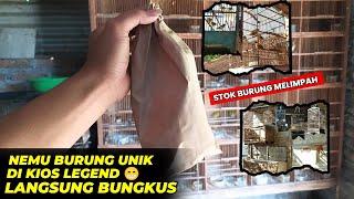 KIOS LEGEND MEMANG ANDALAN  STOK MELIMPAH DAPAT BURUNG SUPER UNIK