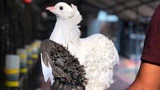 winner | pigeon farm | Kerala pigeons | pet farm | petstation