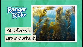 Kelp Forests | Field Notes