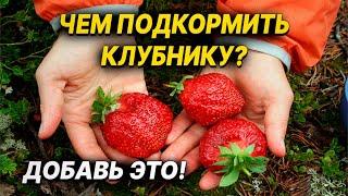 Первая подкормка клубники весной для большого урожая!