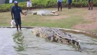 big crocodile Papua New Guinea