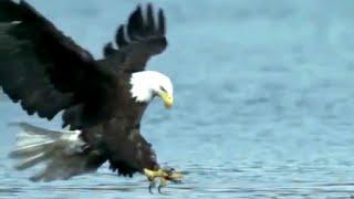 Wild Eagle Attacks, Best Attacks Ever.