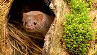 Weasel Can't Wait to Play In Moss  | Discover Wildlife | Robert E Fuller