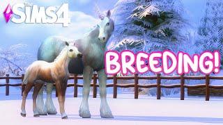 Breeding *WINTER MAGIC* Horses! | The Sims 4