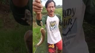 Mancing Ikan Gabus Di Sawah #shorts