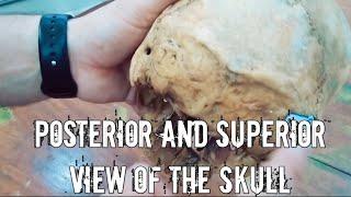 POSTERIOR AND SUPERIOR VIEW OF THE SKULL OSTEOLOGY|| HEAD AND NECK GROSS ANATOMY FROM SNELL ||04