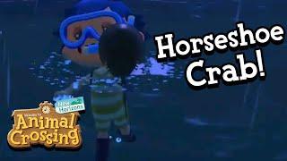 Horseshoe Crab! Animal Crossing: New Horizons