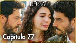 Hercai - Capítulo 77