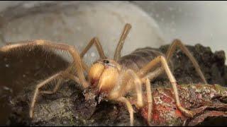 Meet The Camel Spiders; These Are Our Current Solifugaes