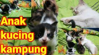 ANAK KUCING KAMPUNG UMUR 1BULAN||RHANY#Kucing#meong#cat#hewan