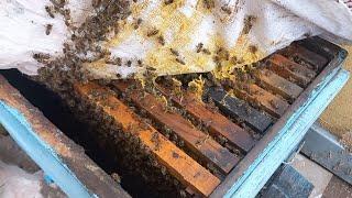 1 çitalık arı dalak dikiyor 13 Şubat 2024  #arıcılık #honeybee #aricilik #arıçılıq #polen