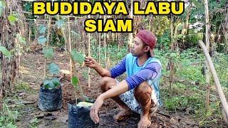 BUDIDAYA LABU SIAM || PINDAH TANAM BIBIT LABU SIAM/JIPANG