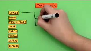 Cómo son las categorías taxonómicas