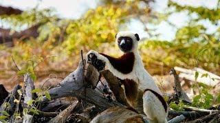 Island of Lemurs: Madagascar