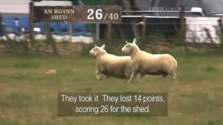 Michael Shearer & Cap - Day 2 - International Sheep Dog Trial 2011