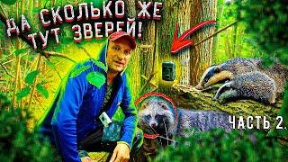 ПОХОД В ЛЕС В ЛОГОВО БАРСУКОВ| ФОТОЛОВУШКА В ЛЕСУ