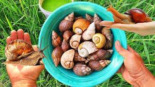 SNAIL HUNTING! Hunting Snails And Finding Albino Golden Conch Shells