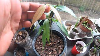 Growing Lychee Tree from Seed in Central Florida