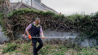 MASSIVE IVY Cutting back from the fence !!