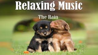 Relaxing Music - The Rain - Gentle Music  #CHANSOPHAL