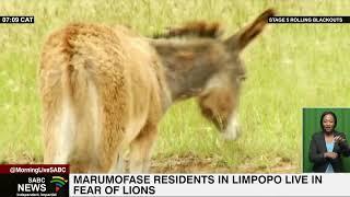 Marumofase residents live in fear of a pride of roaming lions