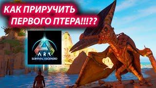 ARK как приручить Птеродактиля???