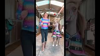 33 million views on TikTok! #pregnancy #pregnant #horses #equestrian #horse #pony #mom #baby