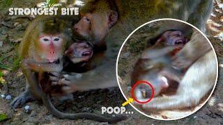 Strongest bite.... Million pity baby monkey Thona scared till poop because Kind bite her