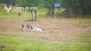 Ram and BIG Buck Fight at Tierra De Dios Ranch