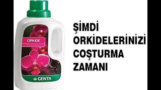 GENTA BİTKİ BESİNİ İLE ŞİMDİ ORKİDELERİNİZİ COŞTURMA ZAMANI.