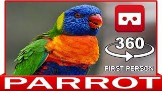 360° VR 4k - PARROT IN YOUR HAND - VIRTUAL REALITY 3D