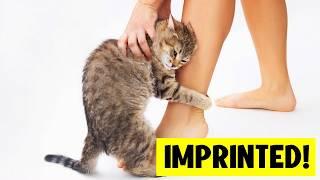 The 14 Signs Your Cat Has IMPRINTED On You