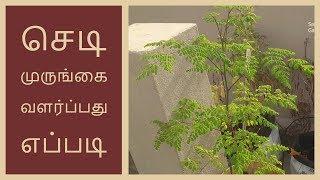 செடி முருங்கை வளர்ப்பது எப்படி | How to grow moringa Plant