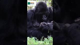 caring Gorilla Mother  - Adventure Gorilla Safaris