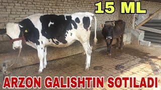 Galishti gunajinimiz sotiladi️943818003