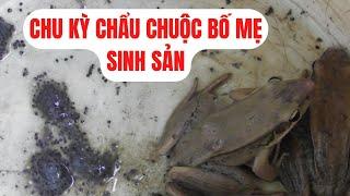 Chu Kỳ Vòng Đời Chẩu Chuộc Bố Mẹ Một Năm Sinh Sản Mấy Lần - Trại Giống Đông Sơn