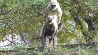 Thol bird sanctuary monkey Meting