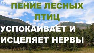 ПЕНИЕ ЛЕСНЫХ ПТИЦ МОЖНО СЛУШАТЬ ВЕЧНО.ПЕНИЕ СНИМАЕТ НЕРВНОЕ НАПРЯЖЕНИЕ,УЛУЧШАЕТСЯ НАСТРОЕНИЕ