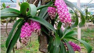 How to care for Rhynchostylis gigantea orchids | Orchids | Small Garden Corner