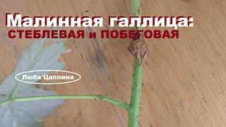 Малинная галлица: стеблевая и побеговая