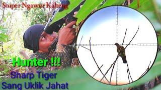 Hunter !!! Sharp Tiger Sang Uklik Jahat