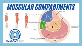 Compartments of the Lower Leg