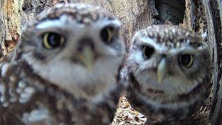 The Secret World of Little Owls: Courtship & Early Nesting | Discover Wildlife | Robert E Fuller