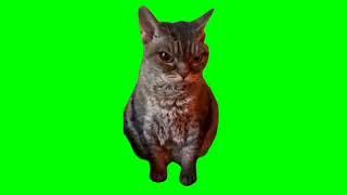 angry/grumpy cat meme (green screen)