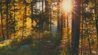  4K - Relaxing Nature Sounds For Stress Relief, Forest Sounds, Bird Song