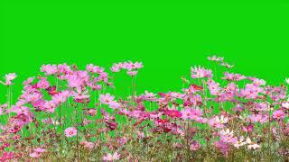 flowers green screen