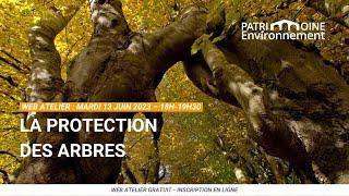 Web Atelier n°34 : La protection des arbres