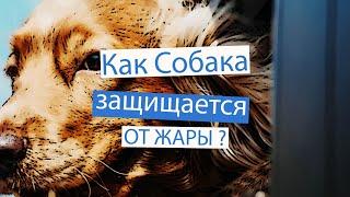 Как собаки защищаются от жары